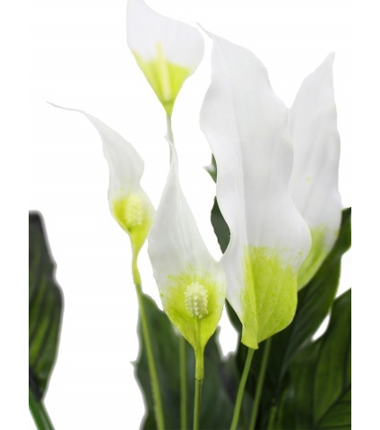 Spathiphyllum fleur de lune