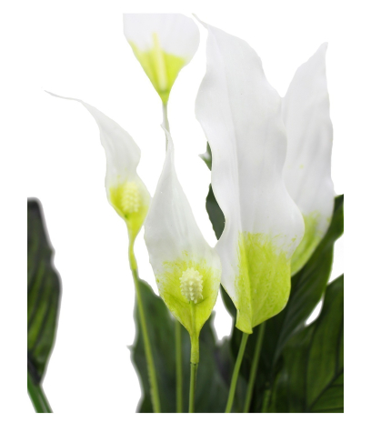 Spathiphyllum fleur de lune