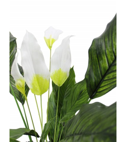 Spathiphyllum fleur de lune