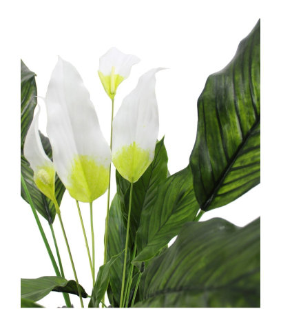 Spathiphyllum fleur de lune