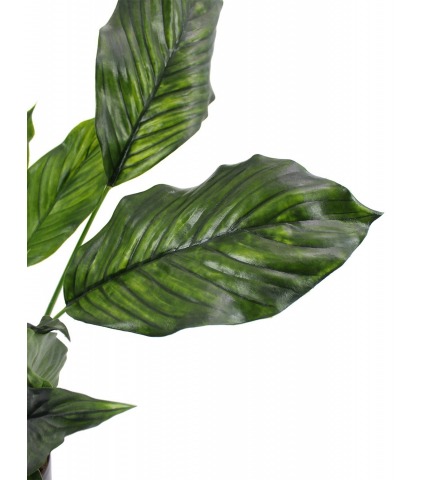 Spathiphyllum fleur de lune