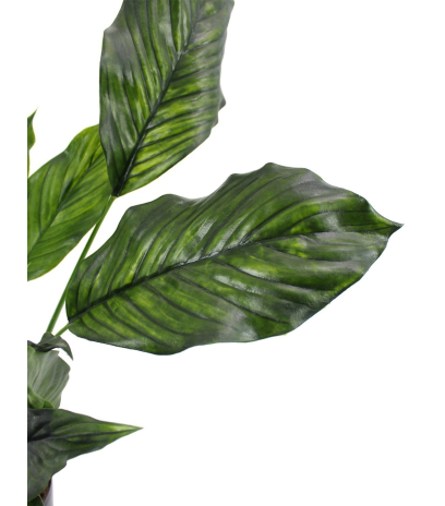 Spathiphyllum fleur de lune