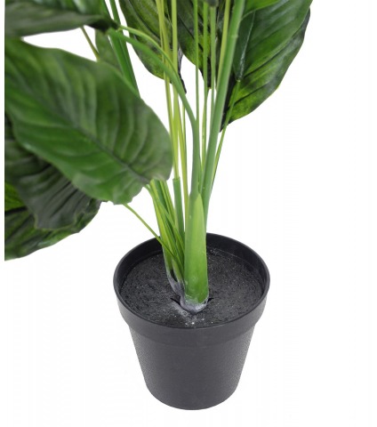 Spathiphyllum fleur de lune