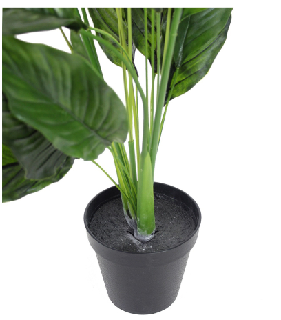 Spathiphyllum fleur de lune