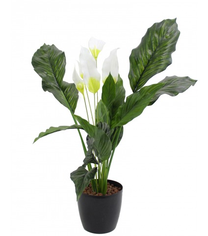 Spathiphyllum fleur de lune