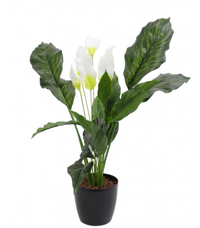 Spathiphyllum fleur de lune