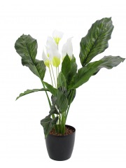 Spathiphyllum fleur de lune
