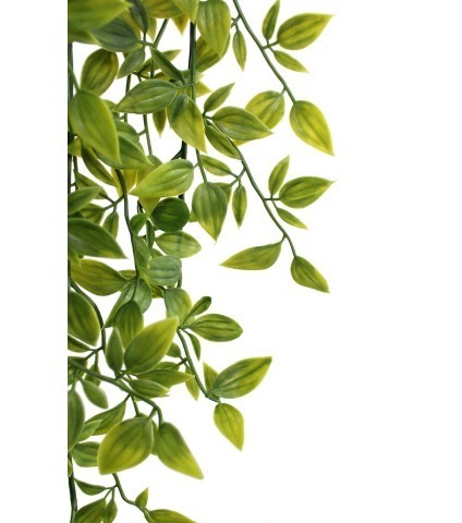 Chute de tradescantia vert panaché