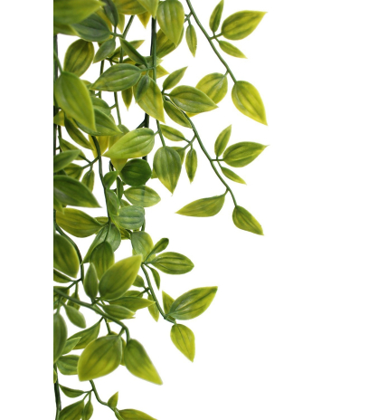 Chute de tradescantia vert panaché