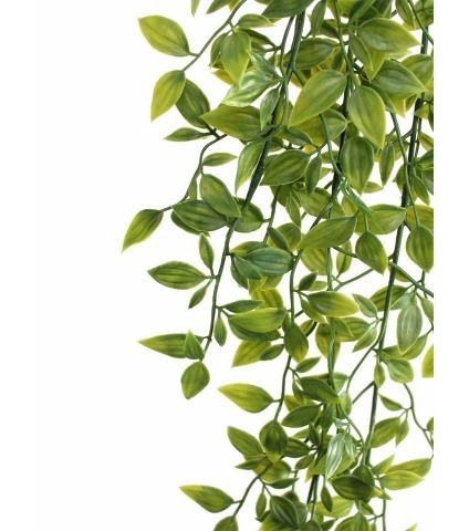 Chute de tradescantia vert panaché