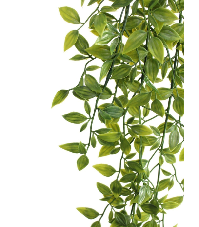 Chute de tradescantia vert panaché