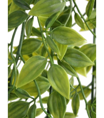 Chute de tradescantia vert panaché