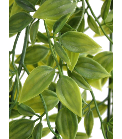 Chute de tradescantia vert panaché