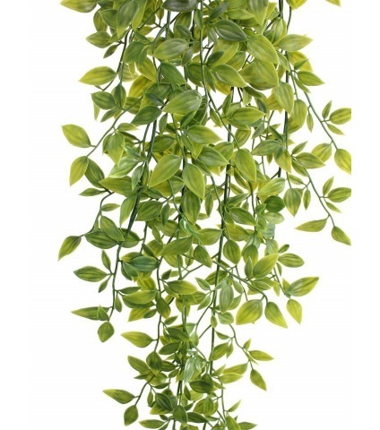 Chute de tradescantia vert panaché