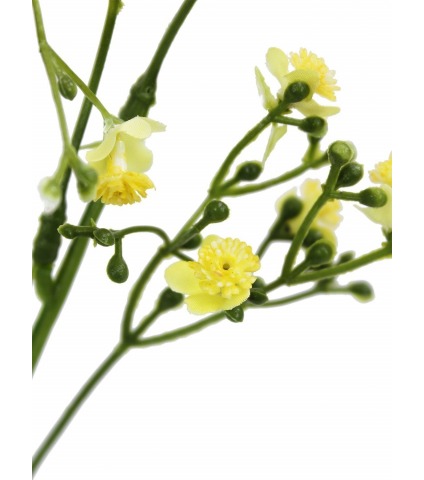 Myosotis artificiel jaune