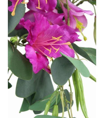 Bauhinia artificielle