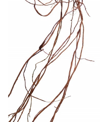 Branche de liane déco