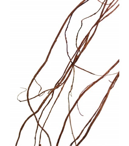 Branche de liane déco