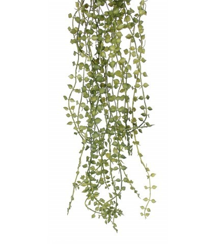 Callisie pendante artificielle