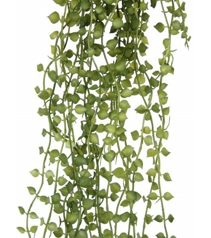 Callisie pendante artificielle