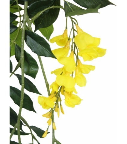 Guirlande de glycine jaune
