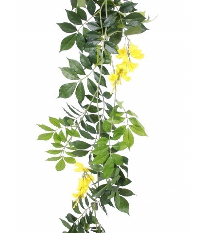 Guirlande de glycine jaune