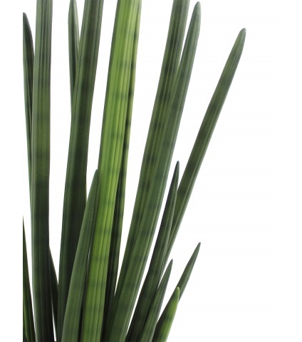 Sansevière artificielle verte foncée