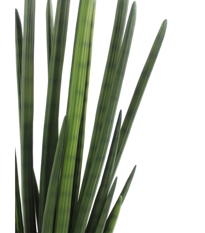 Sansevière artificielle verte foncée