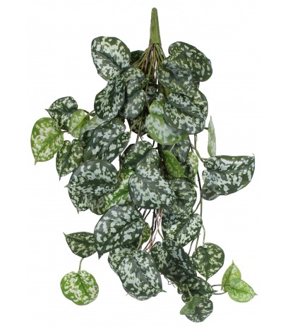 Chute de scindapsus pictus artificielle