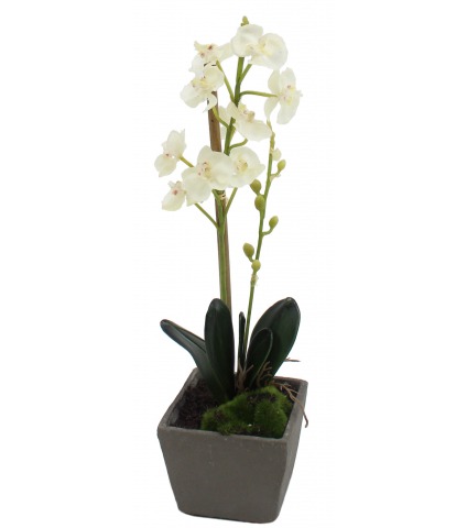 Phalaenopsis artificiel mini
