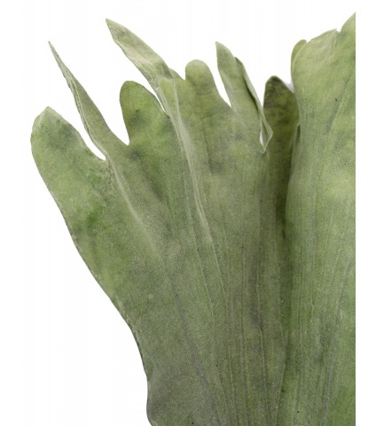 Fronde de platycerium artificielle