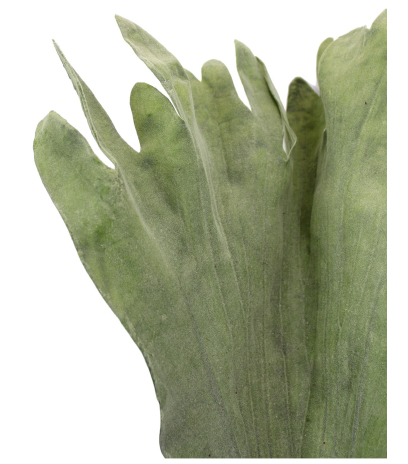 Fronde de platycerium artificielle