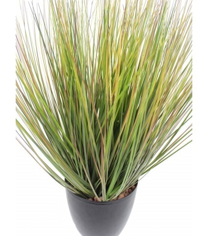 Herbe des prairies artificielle