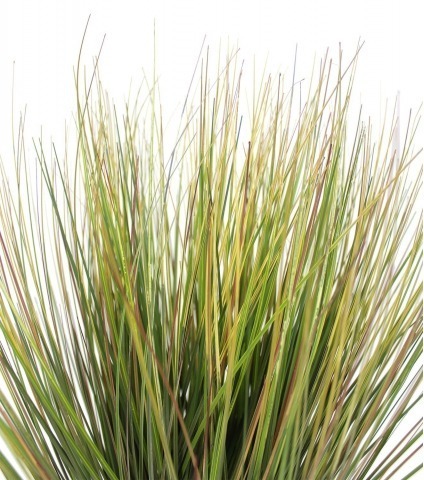 Herbe des prairies artificielle