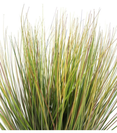 Herbe des prairies artificielle