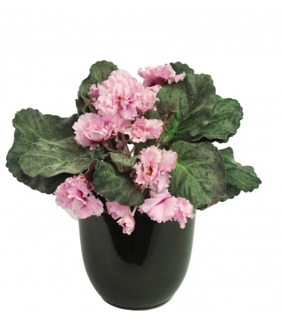 Saintpaulia artificiel