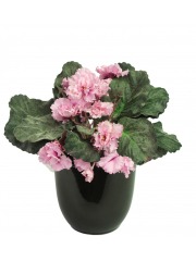 Saintpaulia artificiel