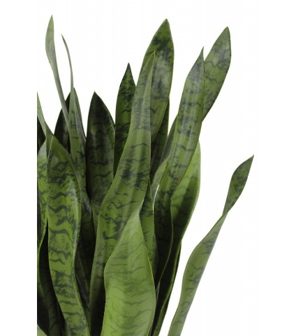 Sansevieria artificiel large