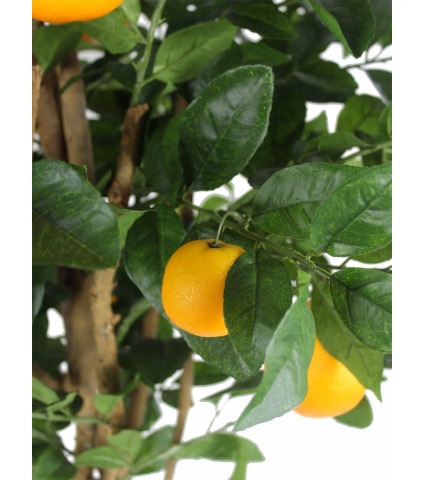 Oranger artificiel verger