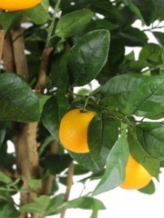 Oranger artificiel verger