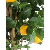 Oranger artificiel verger