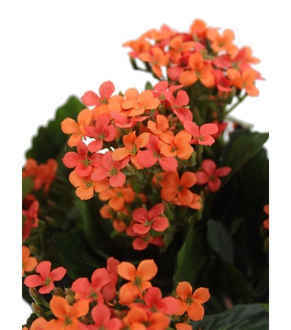 Kalanchoe artificiel rouge