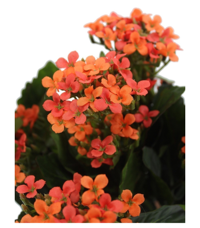 Kalanchoe artificiel rouge
