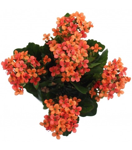 Kalanchoe artificiel rouge