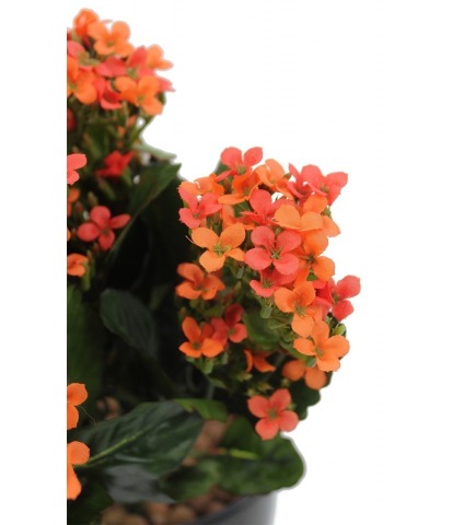 Kalanchoe artificiel rouge