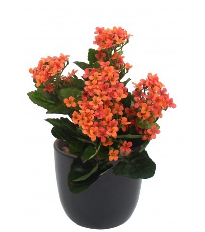 Kalanchoe artificiel rouge
