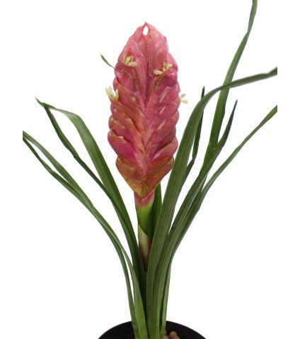 Tillandsia bulbosa artificiel