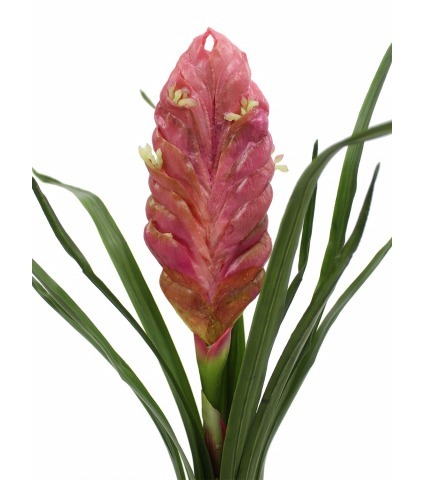 Tillandsia bulbosa artificiel