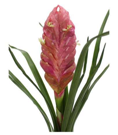 Tillandsia bulbosa artificiel