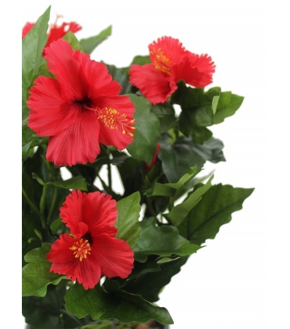 Hibiscus artificiel rouge